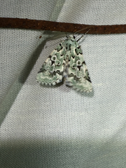 Bryolymnia viridata