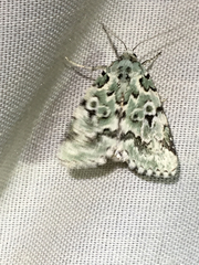 Bryolymnia viridata