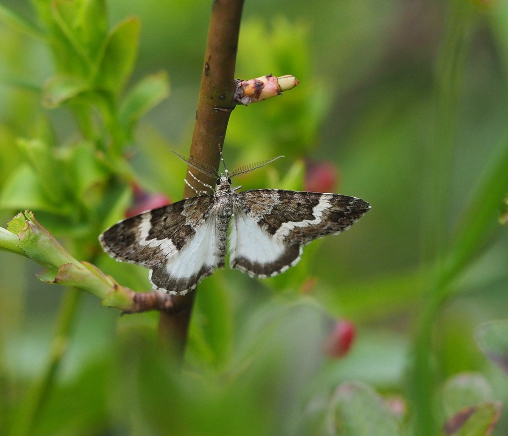 Colostygia turbata