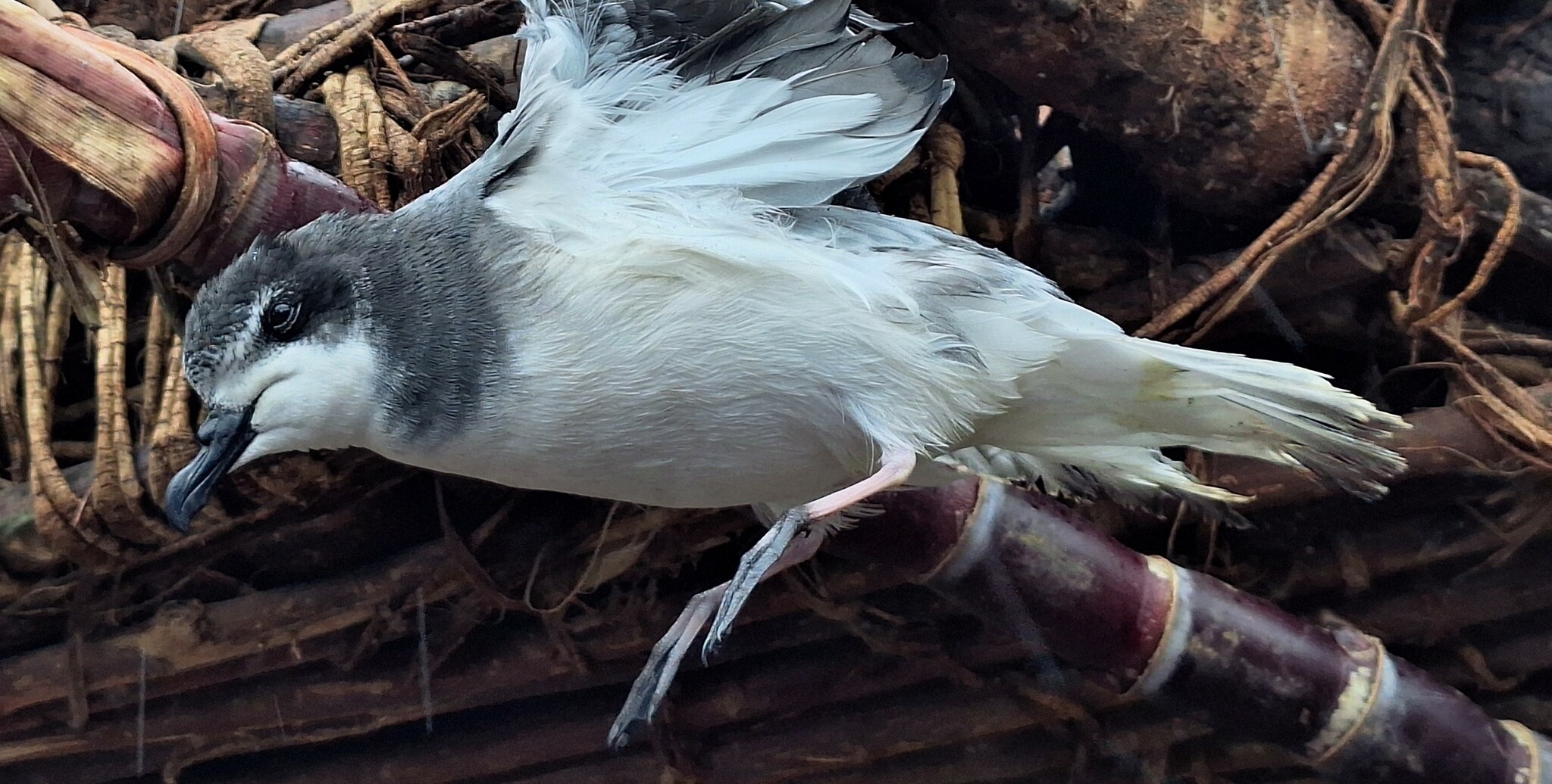 Collared Petrel (Pterodroma brevipes), photo 5
