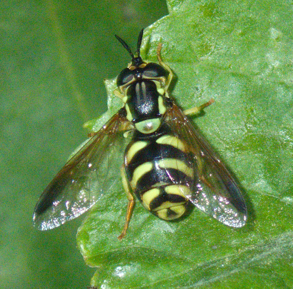 Chrysotoxum intermedium