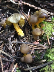 Chrysomphalina chrysophylla