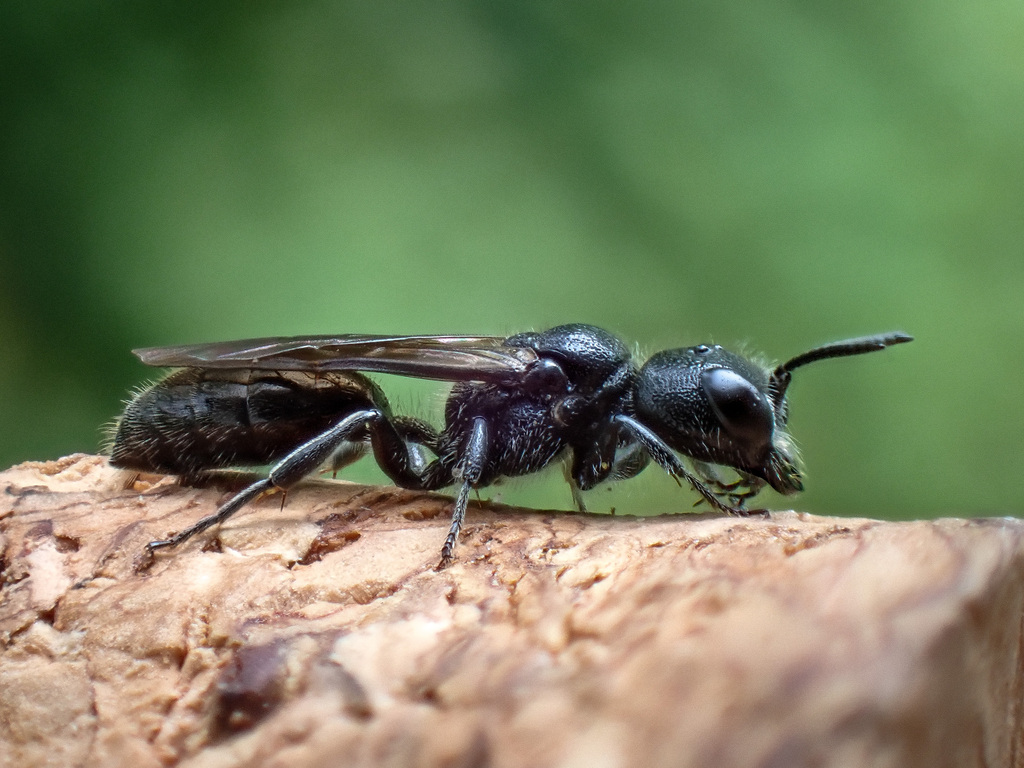 Pemphredon lethifer