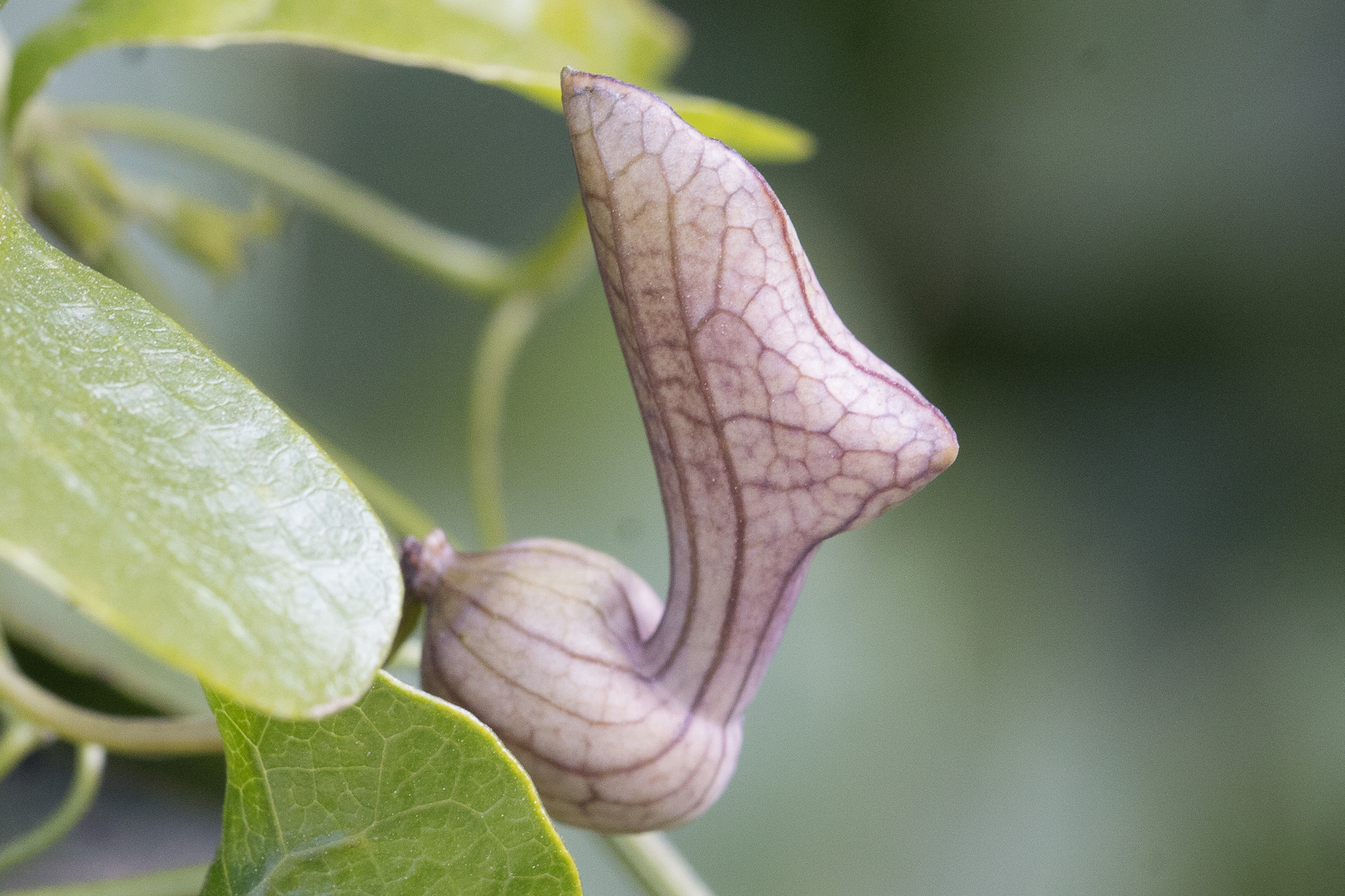 Aristolochia triangularis