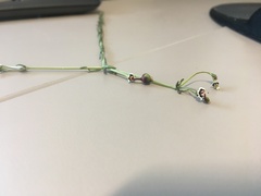 Euphorbia polyphylla