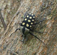 Mecynorhina passerinii