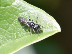 Crossocerus