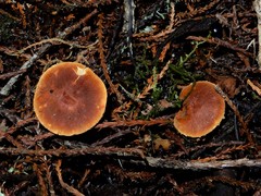 Cystoderma clastotrichum