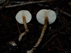 Cystoderma clastotrichum