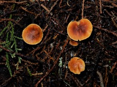 Cystoderma clastotrichum