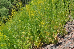 Sisymbrium volgense