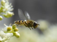 Epistrophe melanostoma