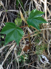 Cecropia schreberiana