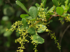 Searsia mysorensis
