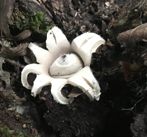Geastrum