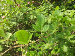 Searsia mysorensis