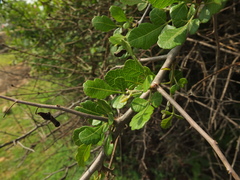 Searsia mysorensis
