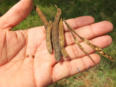 Vachellia leucophloea