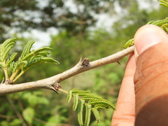 Vachellia leucophloea