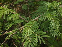 Vachellia leucophloea