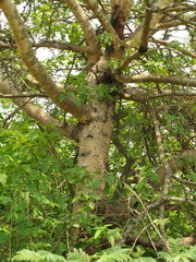 Vachellia leucophloea