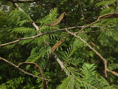 Vachellia leucophloea