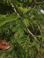 Vachellia leucophloea
