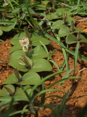 Andrographis serpyllifolia