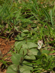 Andrographis serpyllifolia