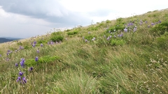 Iris pallida illyrica
