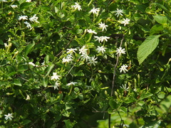 Jasminum auriculatum