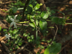 Jasminum auriculatum