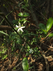 Jasminum auriculatum