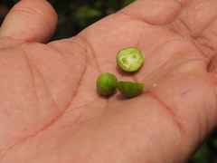 Canthium coromandelicum