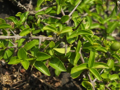 Canthium coromandelicum