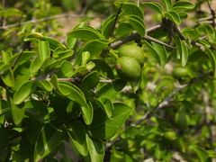 Canthium coromandelicum