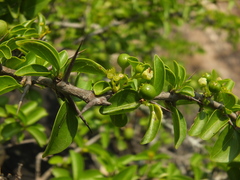 Canthium coromandelicum