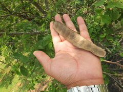 Albizia amara