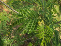 Albizia amara