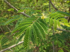 Albizia amara