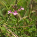 Endostemon viscosus - Photo (c) Siddarth Machado, algunos derechos reservados (CC BY), subido por Siddarth Machado