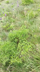 Laserpitium latifolium