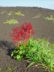 Micranthes purpurascens