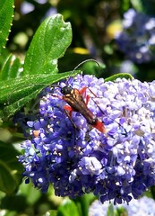 Neobellamira delicata