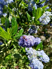 Neobellamira delicata