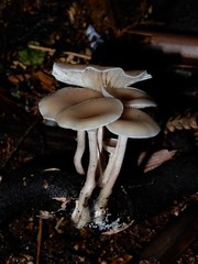 Clitocybe wellingtonensis