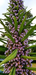 Echium pininana