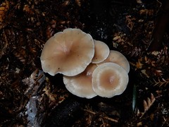 Clitocybe wellingtonensis