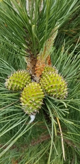 Pinus contorta contorta