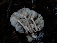 Clitocybe wellingtonensis